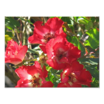 Flores rojas intrépidas del otoño impresiones fotográficas