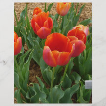 Flores rojas tarjetas informativas