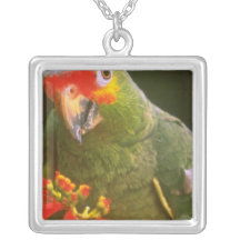 flores Rojo-coronadas del loro Grimpolas Personalizadas