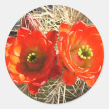 Flores rojos del cactus de la taza de clarete pegatinas redondas