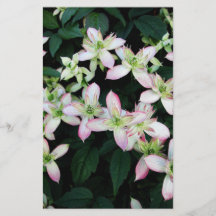 Flores rosadas. Clematis. Tarjetas Informativas