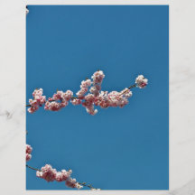 Flores rosadas contra el cielo azul flyer a todo color