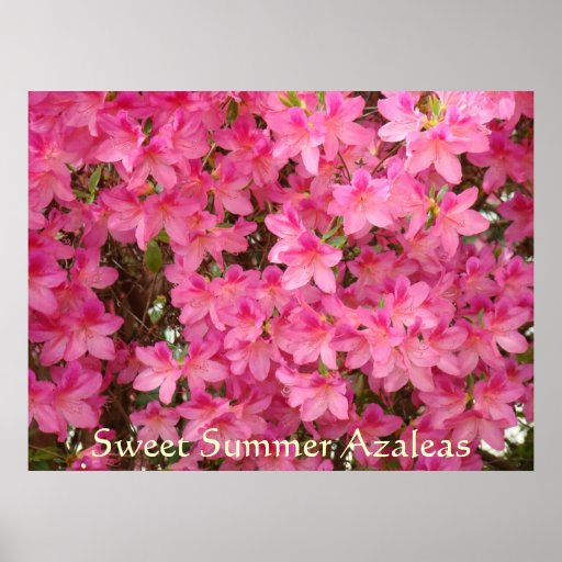 Flores rosadas de la azalea de las AZALEAS 27 post