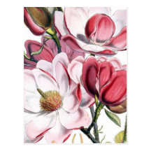 Flores rosadas de la magnolia postales