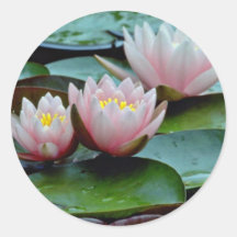 Flores rosadas de los lirios de agua pegatinas redondas