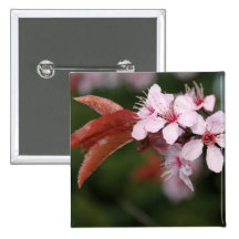 flores rosadas del ciruelo de la primavera pin