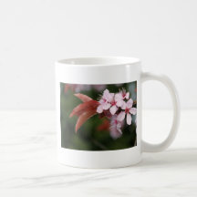 flores rosadas del ciruelo de la primavera tazas de café
