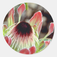 Flores rosadas del protea de la duquesa (exima del etiqueta redonda