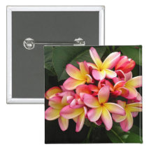 Flores rosadas y amarillas del Plumeria Pins