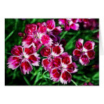 Flores rosadas y blancas poco rojas felicitacion 