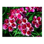 Flores rosadas y blancas poco rojas postales