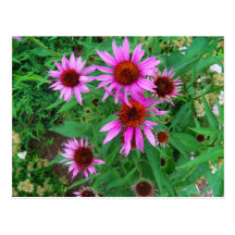 flores tarjeta postal