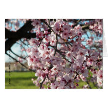 Flores Tarjeton