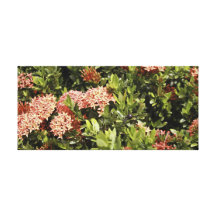 Flores tropicales - islas de Gran Caimán Lona Estirada Galerías