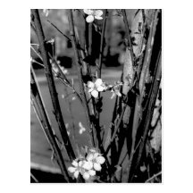 Flores urbanas postales