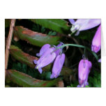 Flores y helechos felicitación