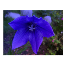 Flores y plantas tarjeta postal