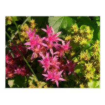 Flores y plantas tarjetas postales