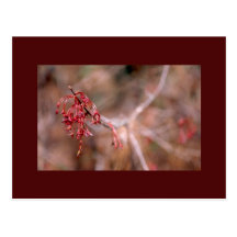 Flores y semillas del arce rojo postal
