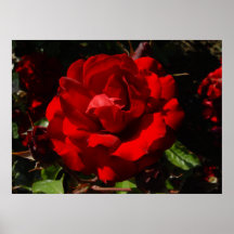 Floribunda subió Interama Posters