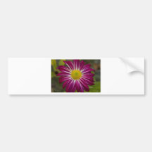 Flower power púrpura del aster etiqueta de parachoque