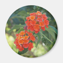 Flower power y imán de la naturaleza - Lantanas ro