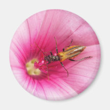 Flowerlife Magnets