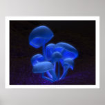 Fluorescencia Posters