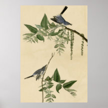 Flycatcher del gris azul posters