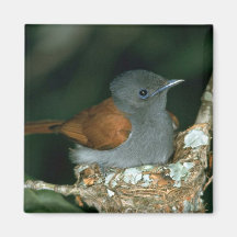 Flycatcher del paraíso iman de frigorífico