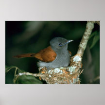 Flycatcher del paraíso poster