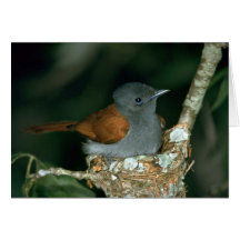 Flycatcher del paraíso tarjeta