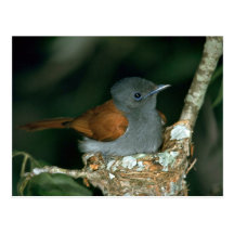 Flycatcher del paraíso tarjetas postales