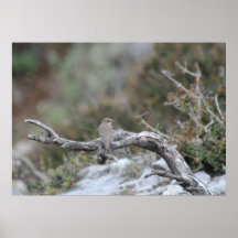 Flycatcher manchado en rama de olivo impresiones