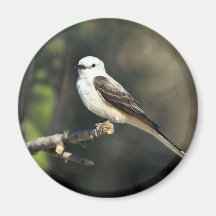 Flycatcher Scissor-atado Iman De Nevera