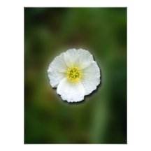 Fondo borroso de la amapola blanca fotografía  