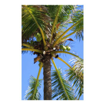 Fondo del árbol de Cocoanut Papeleria