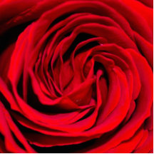 Fondo del rosa rojo escultura fotográfica