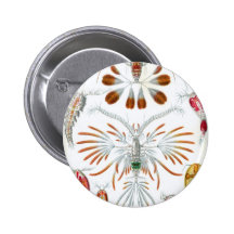 formas primitivas pins
