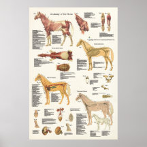 Formato grande del poster equino de la anatomía de