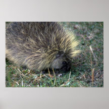 Forraje del puerco espín posters