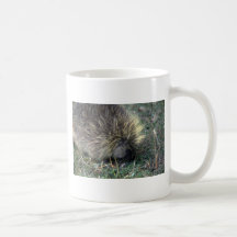 Forraje del puerco espín taza de café