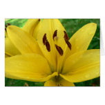 Foto amarilla de la macro de la flor felicitaciones