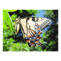 Foto amarilla del ~ de Swallowtail