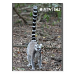 Foto Anillo-Atada linda del Lemur Tarjeta Postal