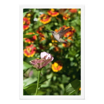 Foto asombrosa del colibrí