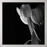 Foto blanca de los tulipanes en fondo negro posters