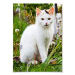 Foto blanca del gatito