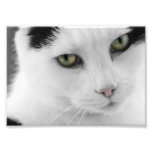Foto blanca del gato