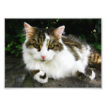 Foto blanca del Tabby